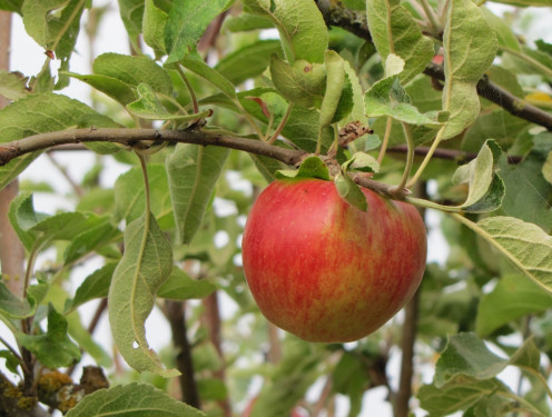 Apple in Tree