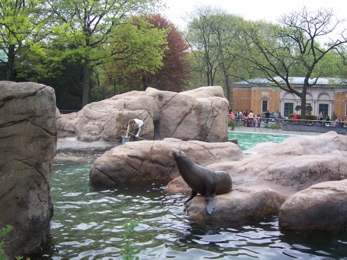 Sea lion exhibit at the Bronx Zoo
