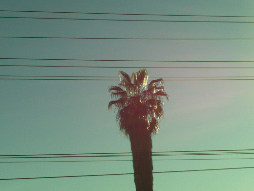 A palm tree in the December sun.
