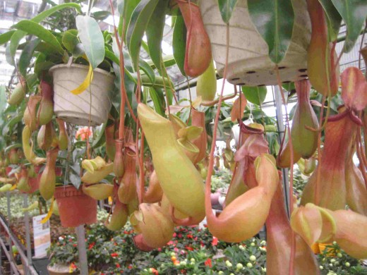 Pitcher Plant, Nepenthes