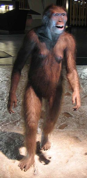 A very good reconstruction of a species of Australopithecus, known as Afarensis. 