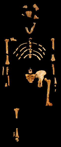 This is a cast of the Lucy skeleton, found in 1974 and named after the song playing on the radio at the time 'Lucy in the Sky with Diamonds.'