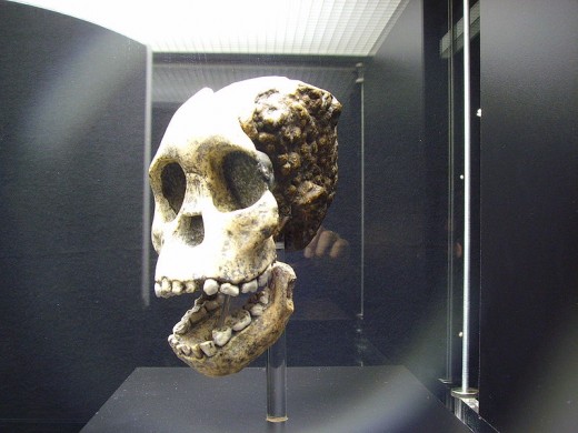 This is the fossilised skull of the 'Taung Child' found in South Africa by Raymond Dart in 1924. This was the fossil that vindicated Darwin's belief that we all have African origins.
