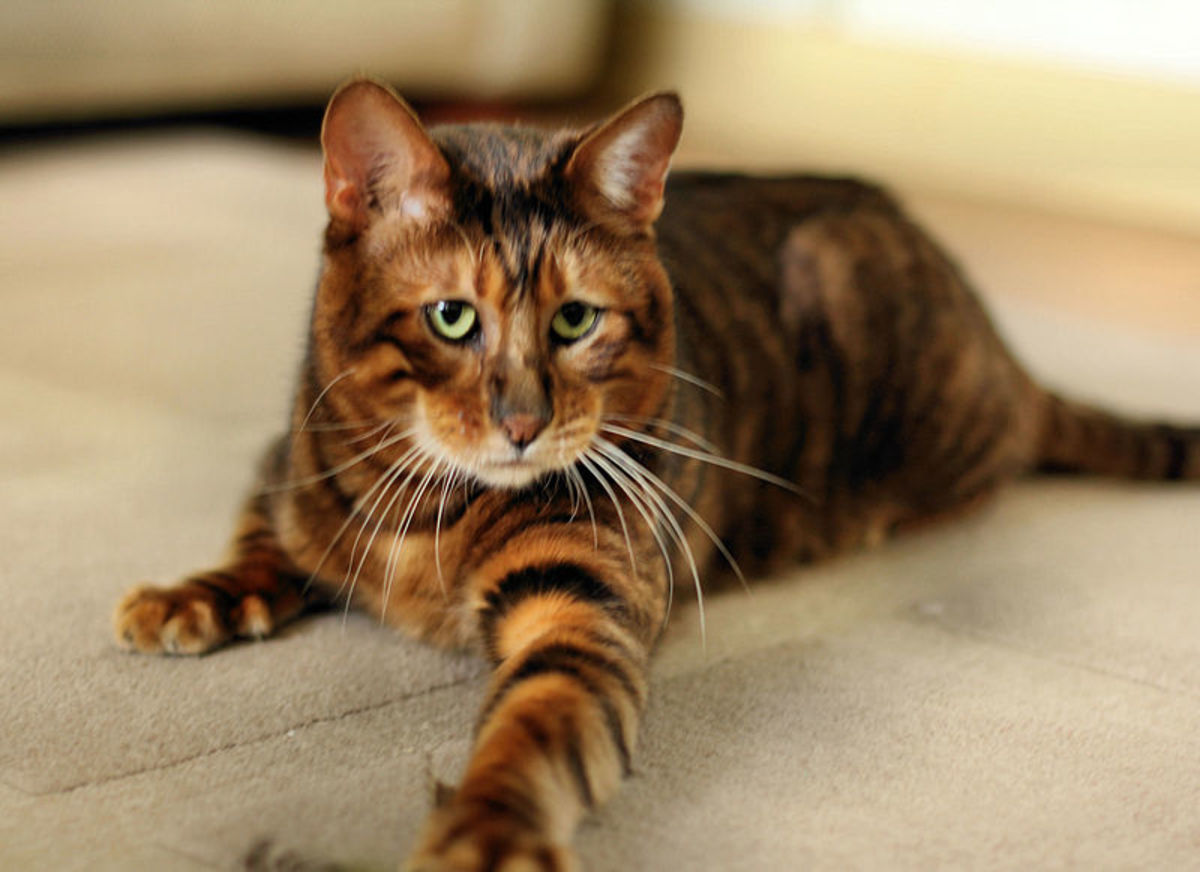 Toygers The World's Cutest Cat Breed PetHelpful