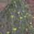 Winter jasmine Winter jasmine