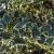 Variegated holly Variegated holly