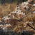 Frosted umbellifer seed heads Frosted umbellifer seed heads