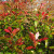Photinia Photinia