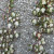 Variegated ivy Variegated ivy