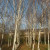 Silver birch Silver birch