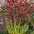 Mahonia and cotoneaster Mahonia and cotoneaster