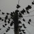 Flock of starlings Flock of starlings