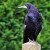 A young Rook, a large Corvid.  Note huge, powerful beak, common to all of the species