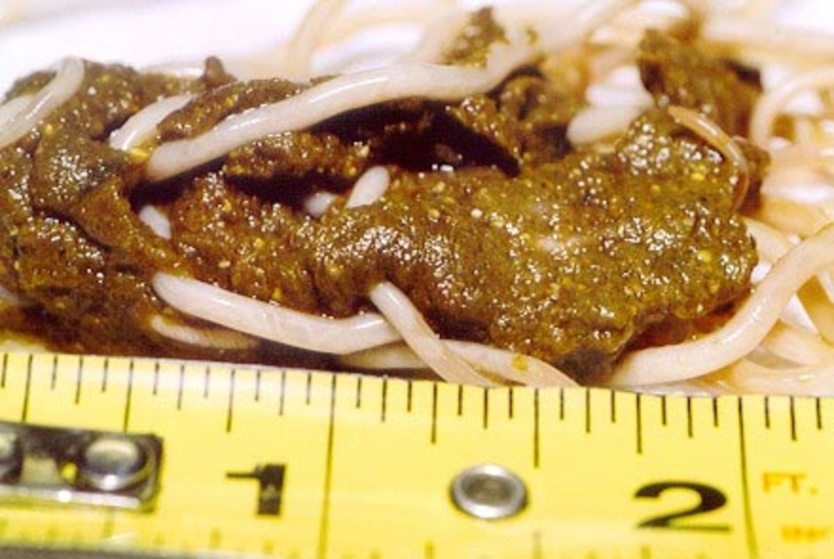 Dog Intestinal Worms PetHelpful