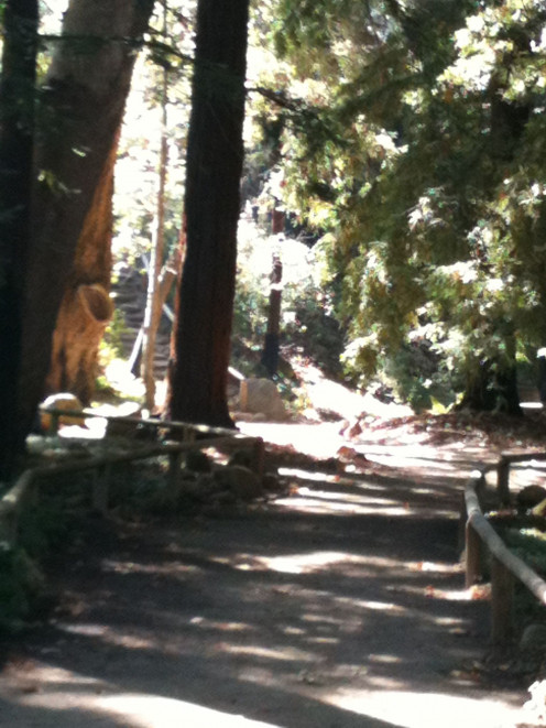 Redwood Path