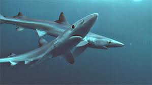The Stealthy, Primitive and Endangered Shark. As of 2011, The International Union for the conservation of Nature lists 143 Species  of sharks as endangered.