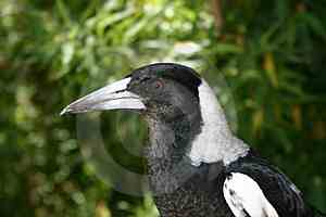 The swaggering, sleek and handsome magpie, a successful neighbor of man.