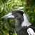 The swaggering, sleek and handsome magpie, a successful neighbor of man.