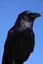 Largest of the family: the Raven is both admired and feared.  