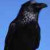 Largest of the family: the Raven is both admired and feared.  