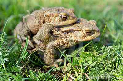 Toads in happier times