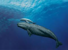 Blue Whale and Calf. The largest animal on Earth, Under threat of extinction since the 19th century.