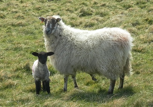 Ewe and lamb