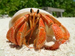 A Beautiful Specimen Of A Strawberry Hermit Crab