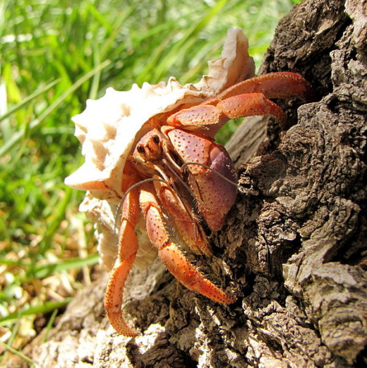 Hermit Crabs are one of the most interesting pets you can have. Just be sure you learn everything you can about them. 