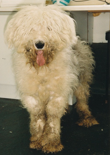 Crazy Horse the old English sheepdog came into rescue very badly matted