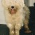 Crazy Horse the old English sheepdog came into rescue very badly matted