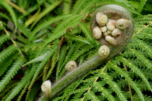 Ferns reproduce using spores, just like mosses. Unlike mosses, Ferns are vascular - they possess true roots and xylem and phloem. This picture shows a young frond being unrolled.