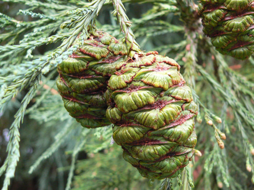 Conifers are vascular plants that reproduce using cones instead of flowers. The larger cones are the female variety...