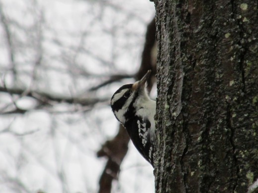 Hairy Woodpecker on oak tree looking for bugs.