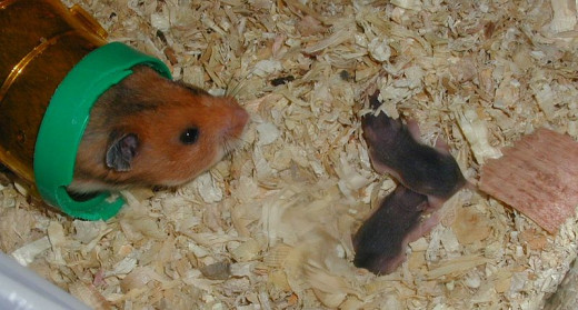 Mother Hamster With Her Two Babies In This Photo