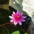 A colorful flower. A colorful flower.