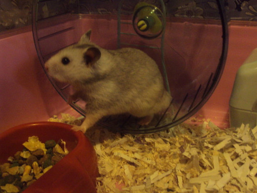 Hamster on his wheel listening to see what is going on.