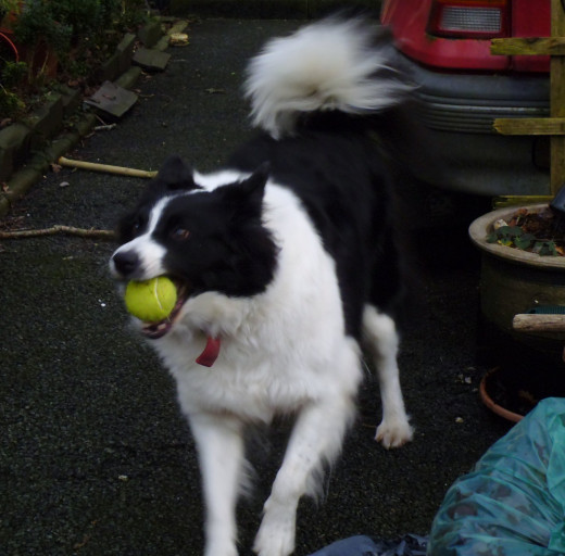 Sylvia's Collie /Samoyed Daisy.