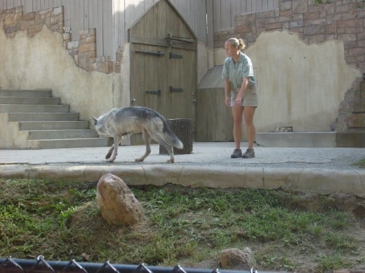 Jack Hann's wolves at Busch Gardens
