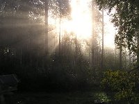 Sun Rays Through Forest Trees