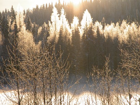 Sunlight Through Frosted Trees
