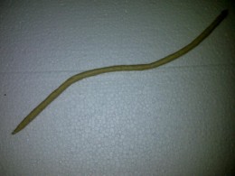 A paper rope