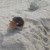 Beach Wildlife Beach Wildlife