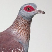 SpeckledJim profile image