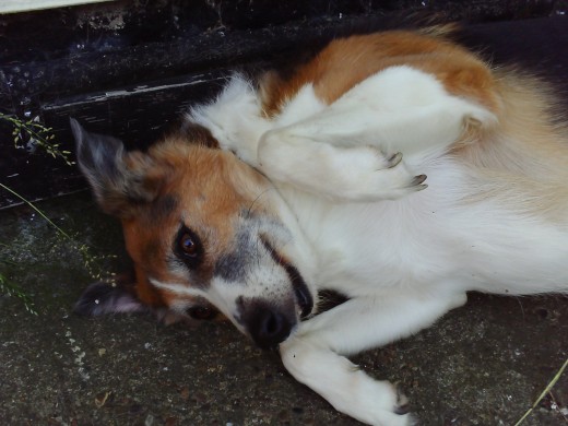 Our dog called Bonnie only eats chicken and won't eat regular dog food, it's a fussy dog!