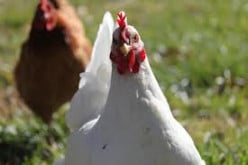 How to Hypnotize a Chicken