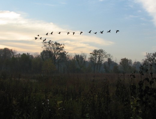 Whats Hurry About Flying South When >> The Canada Goose Facts And Information Owlcation Whats Hurry About Flying South When >> The Canada Goose Facts And Information Owlcation