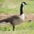 Canada Goose Side View Canada Goose Side View