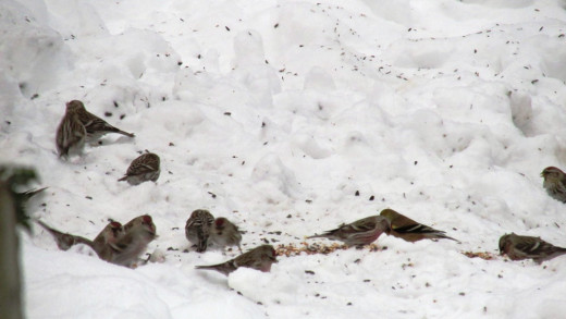 Flock of Common Redpolls under feeders.