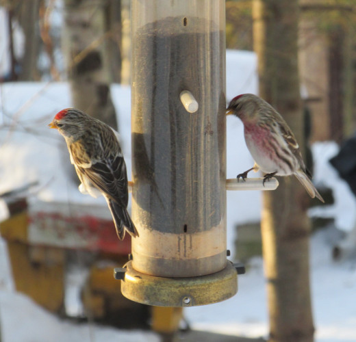 Another view of Redpolls on nyjer feeder. 